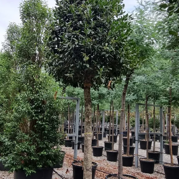 Ilex mutchagara 'Nellie R. Stevens' (Božlje drevce na steblu)