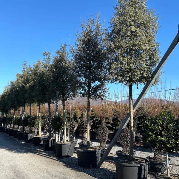 Quercus ilex ‘Rotundifolia’ – zimzeleni hrast | EXTRA soliter | sredozemska arhitekturna moč
