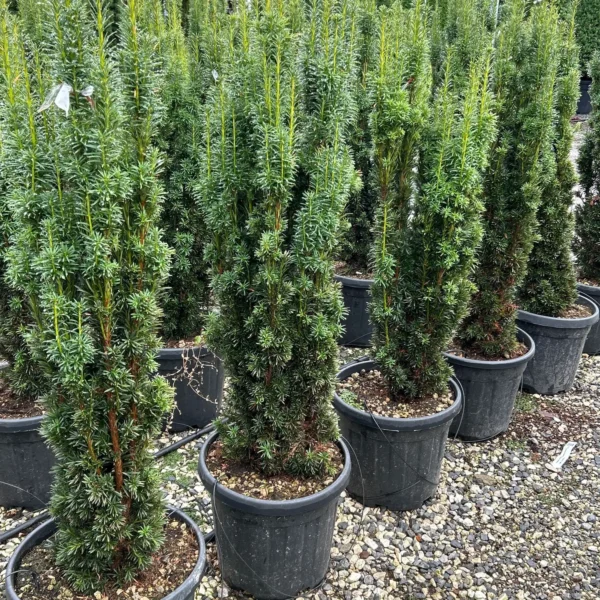 Taxus baccata 'Fastigiata Aurea' (Stebrasta tisa)
