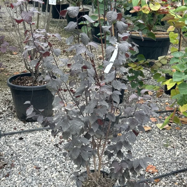 Prunus cerasifera 'Nigra' (Okrasna rdečelistna sliva)