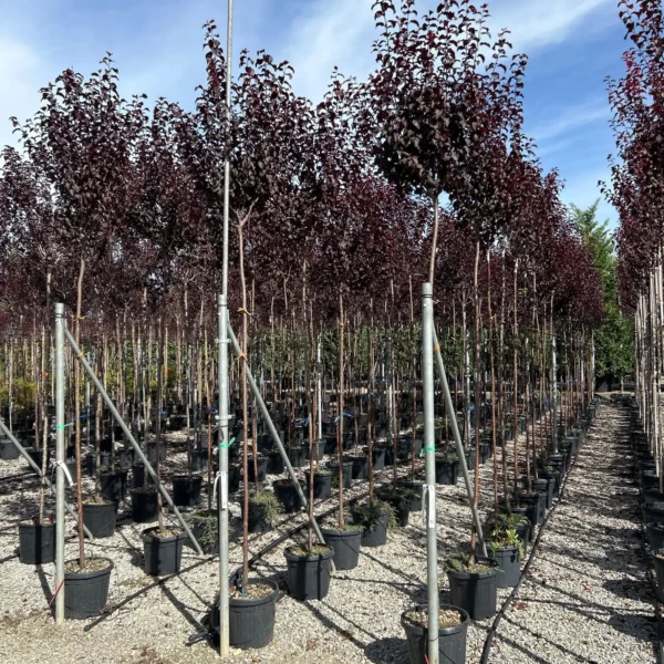 Prunus cerasifera 'Nigra' (Okrasna rdečelistna sliva)