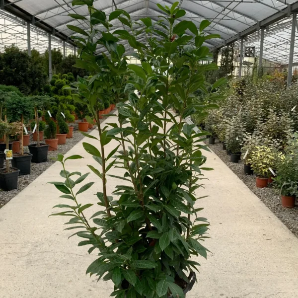 Prunus laurocerasus 'Novita' (Lovorikovec)