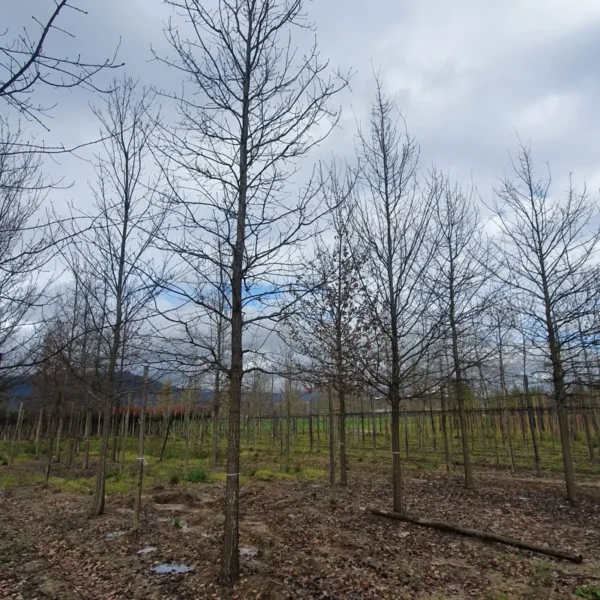 Quercus robur (Hrast DOB)