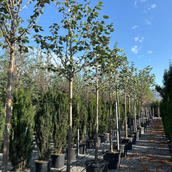 Tilia tomentosa (Srebrna lipa)