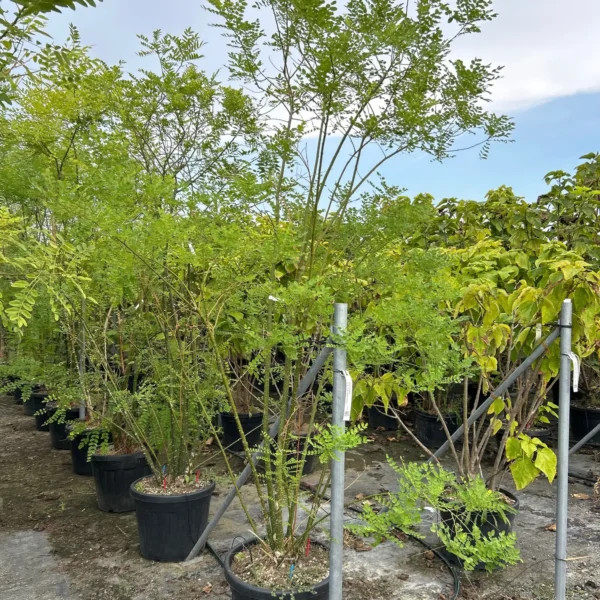 Sophora japonica (Japonska sofora)