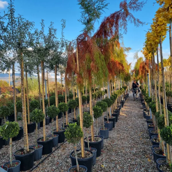 Taxodium distichum (Močvirska cipresa/Taksodij)