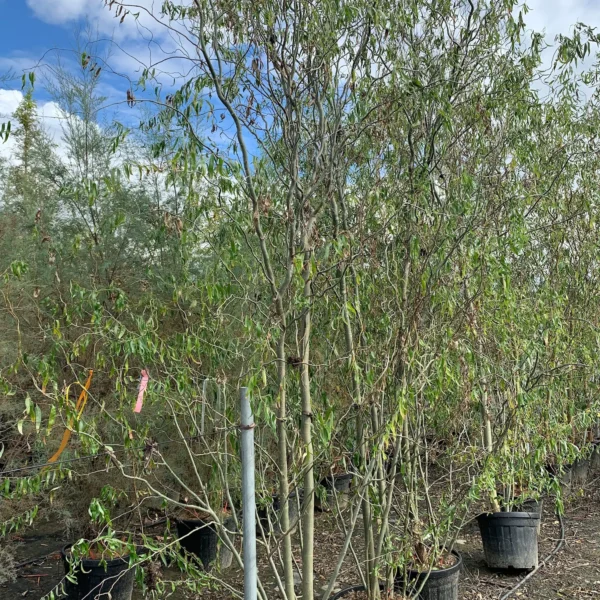 Salix matsudana 'Tortuosa' (Vibasta vrba)