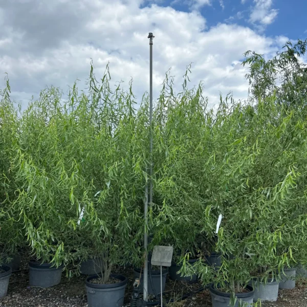 Salix matsudana 'Tortuosa' (Vibasta vrba)