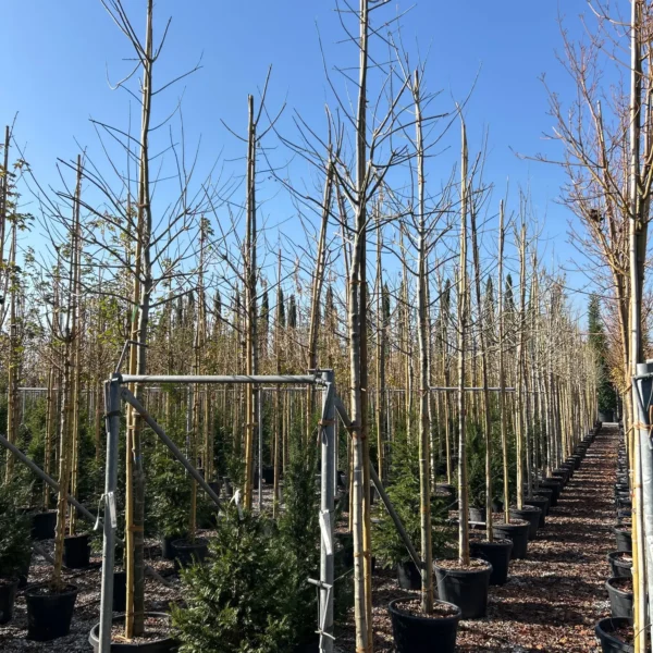 Acer negundo (Ameriški javor jesenovec)