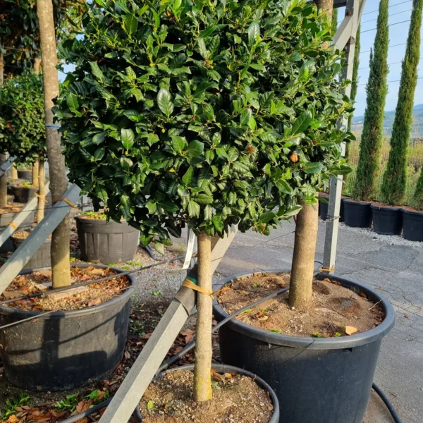 Ilex mutchagara 'Nellie R. Stevens' (Božlje drevce na steblu)