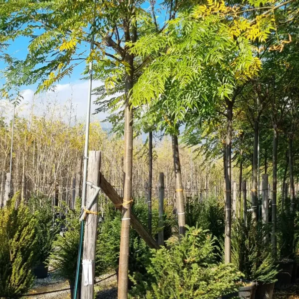 Melia Azedarach (Melija)