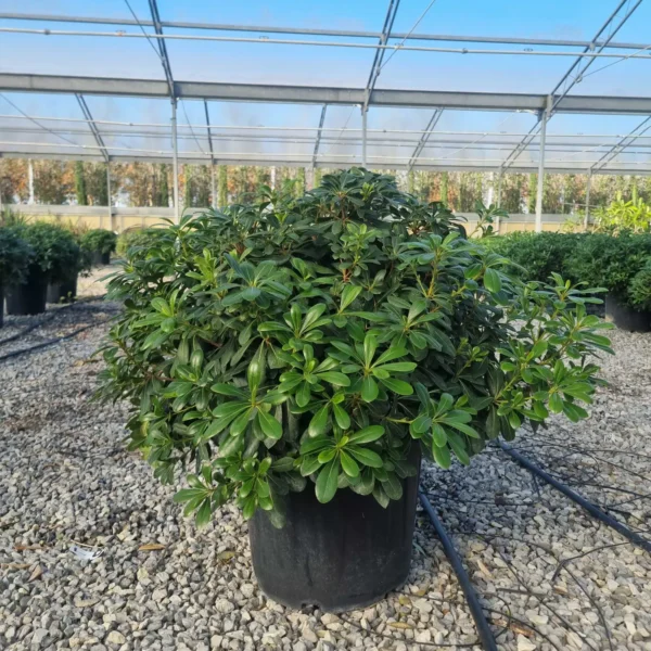 Pittosporum tobira 'Nanum' (Lepljivec)