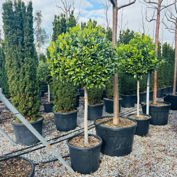 Laurus nobilis (Navadni lovor na steblu)