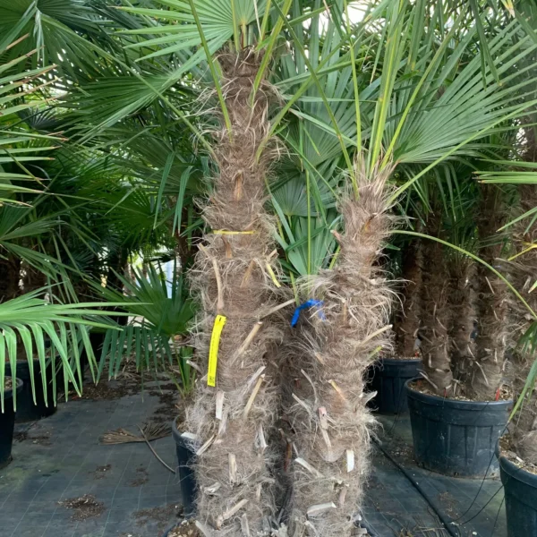 Trachycarpus fortunei (Palma - Visoka žumara)