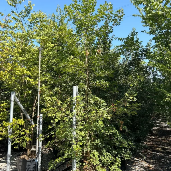 Acer campestre (Poljski javor, maklen)