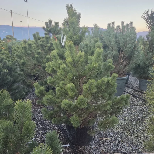 Pinus mugo var. uncinata (Pinus mugo var. mugo)