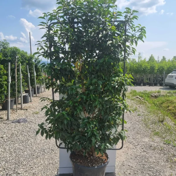 Prunus lusitanica `Angustifolia` (Portugalski lovorikovec - Špalir)