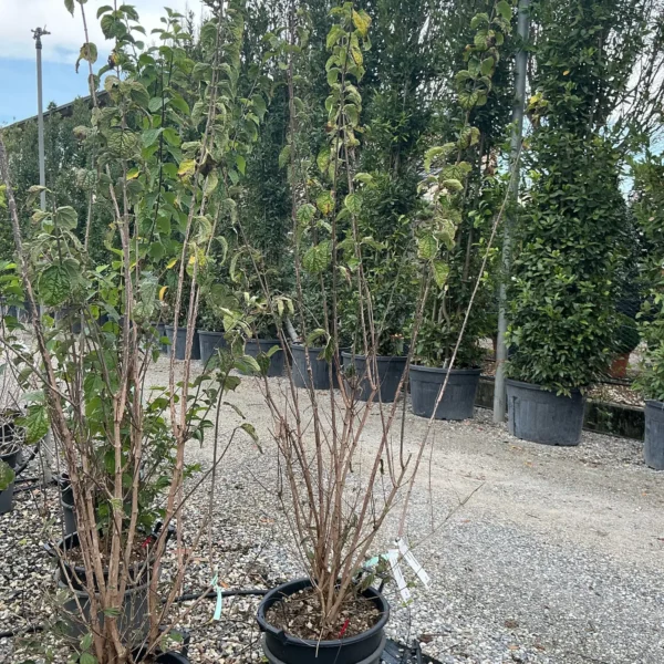 Philadelphus coronarius (Navadni skobotovec)