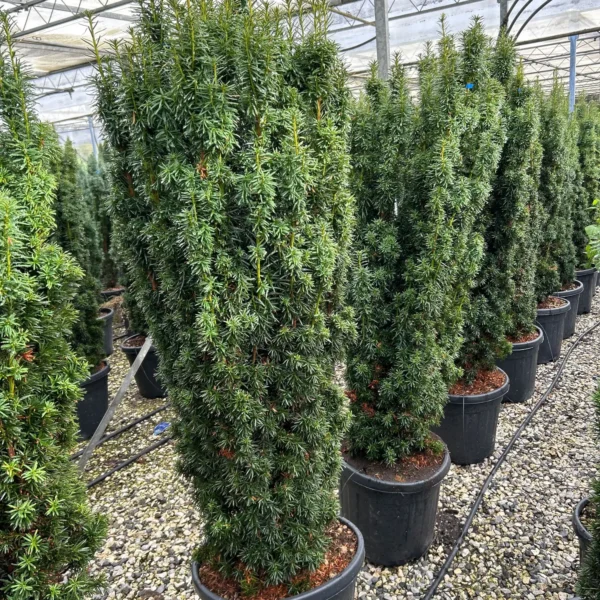 Taxus baccata 'Fastigiata Aurea' (Stebrasta tisa)