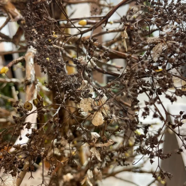 Hydrangea petiolaris (Plezava hortenija)