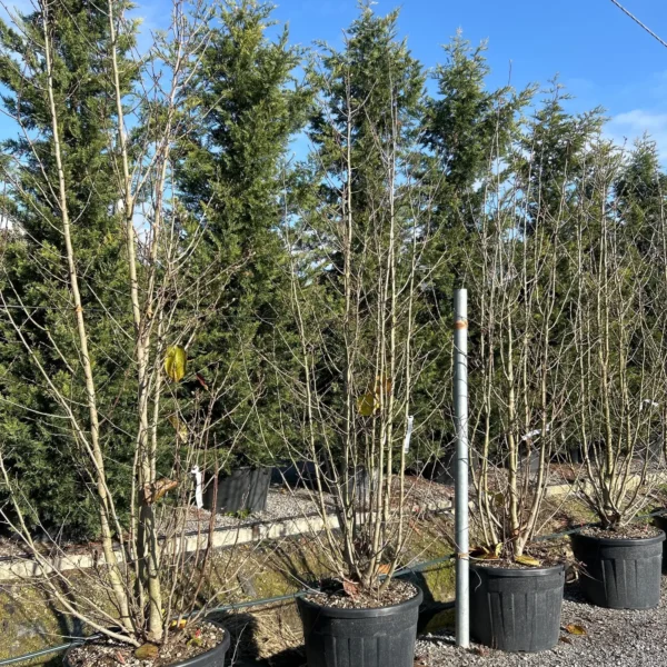 Magnolia kobus(Japonska ali kobuši magnolija)