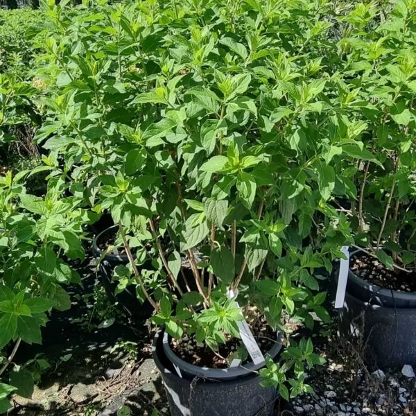 Hydrangea paniculata `Limelight` (Latasta hortenzija)