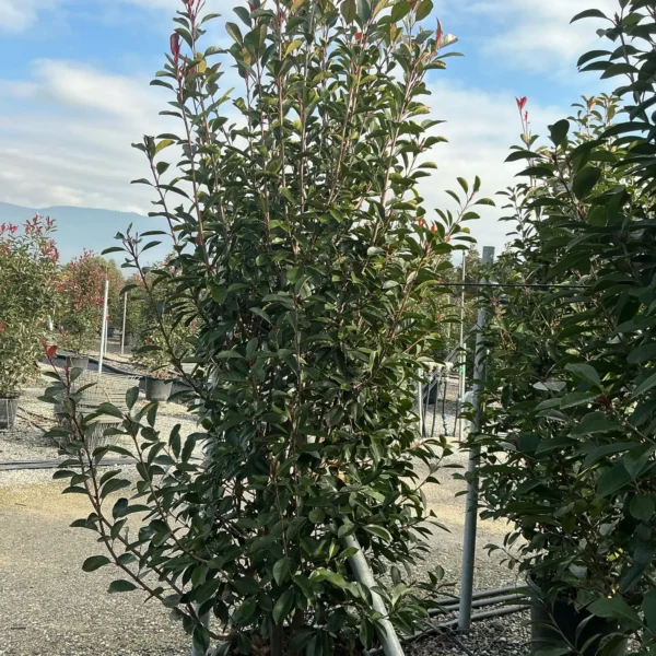 Photinia serrulata 'Red Robin' (Fotinija)