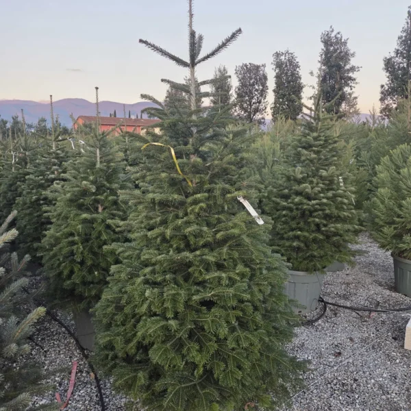 Abies nordmanniana (Kavkaška jelka)