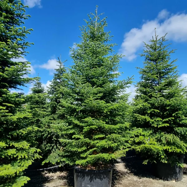 Abies nordmanniana (Kavkaška jelka)