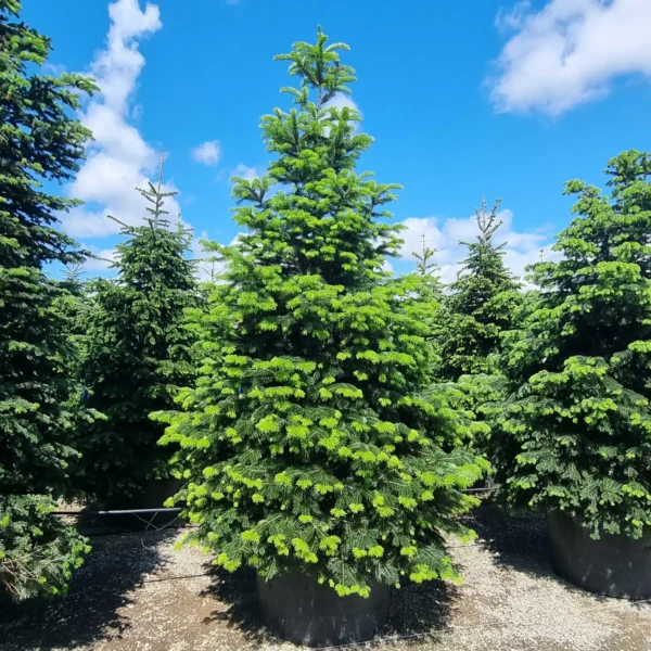 Abies nordmanniana (Kavkaška jelka)