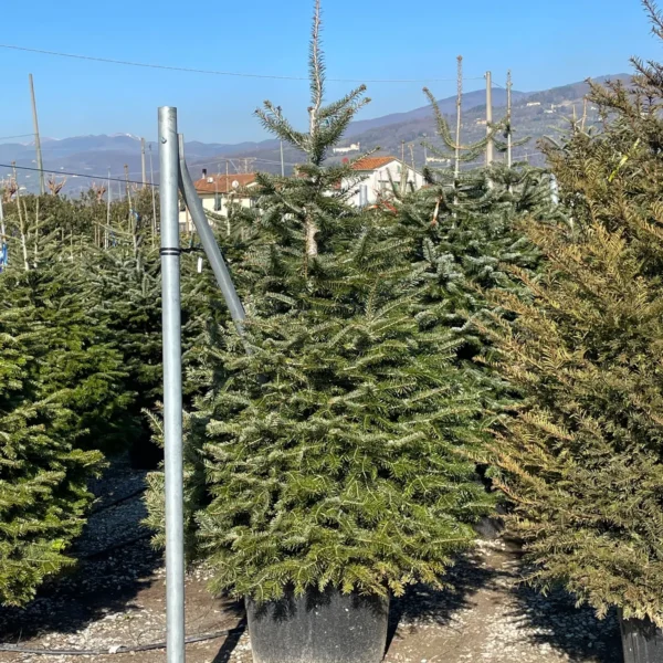 Abies nordmanniana (Kavkaška jelka)