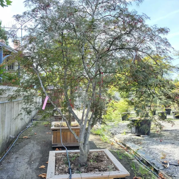 Acer palmatum 'Dissectum Garnet' (Rdečelistni pahljačasti javor na steblu)