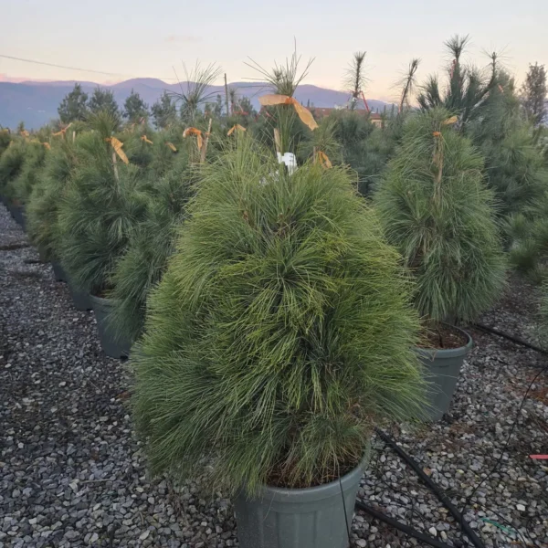 Pinus wallichiana (Himalajski bor)