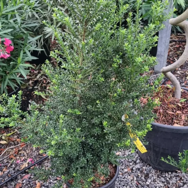 Ilex Crenata 'Kinme' (Krogla na steblu)