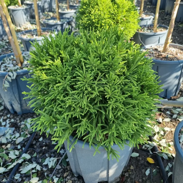Cryptomeria japonica 'Little Champion' (Kriptomerija)