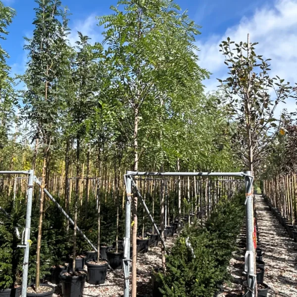 Robinia pseudoacacia 'Frisia' (Robinija cepljena na steblu)