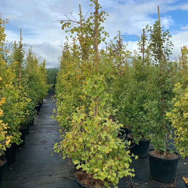 Ginkgo biloba 'Fastigiata Blagon' (Stebrasti ginko)