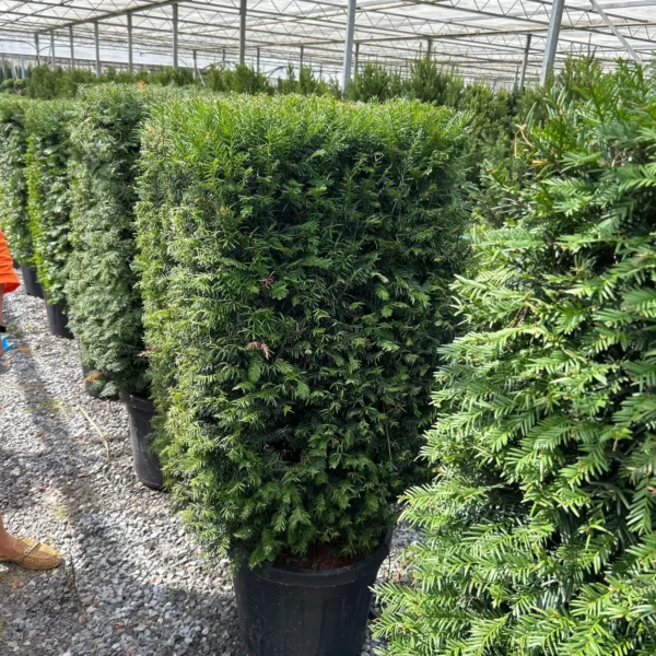 Taxus baccata (Navadna tisa)