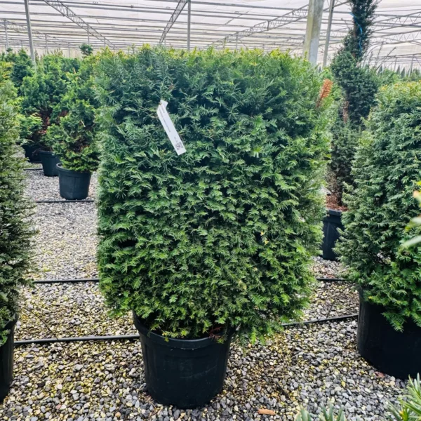 Taxus baccata (Navadna tisa)