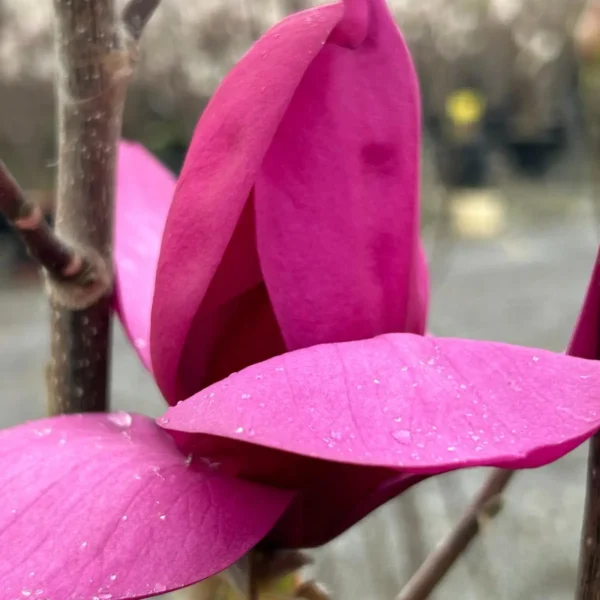 Magnolia 'Cleopatra' (Magnolija)