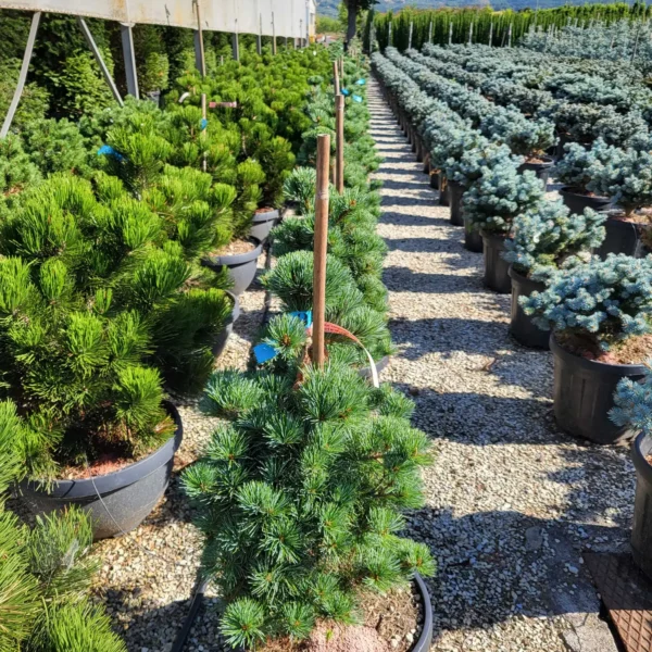 Pinus parviflora Negishi