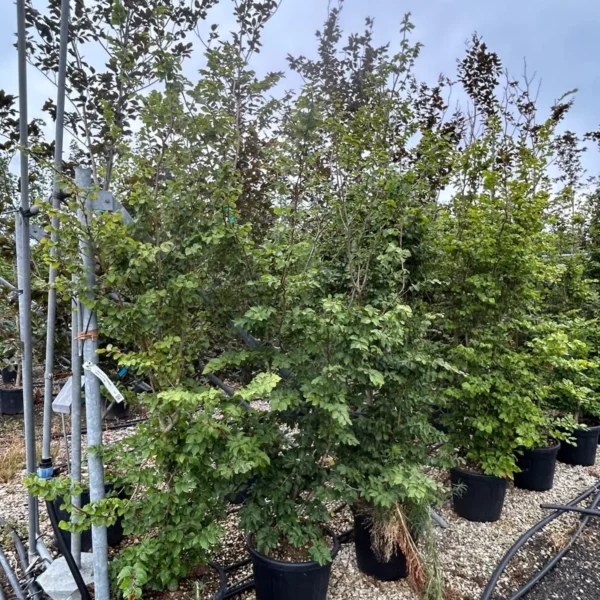 Fagus sylvatica (Navadna bukev)