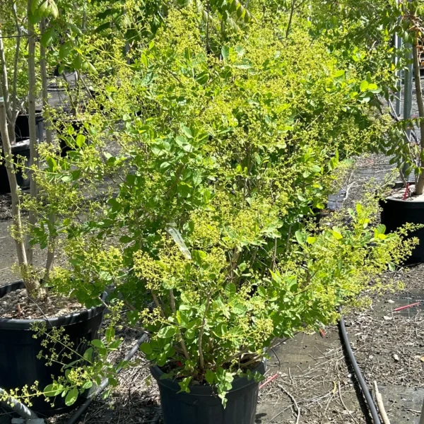 Cotinus coggygria 'Young Lady' (Navadni ruj)