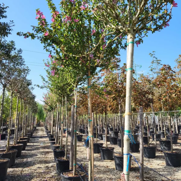 Hibiscus syriacus 'Woodbridge' (Slez)