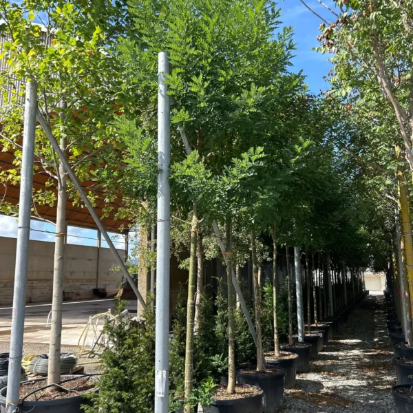 Sophora japonica 'Regent' (Japonska sofora)