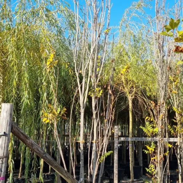 Koelreuteria paniculata 'Fastigiata' (Stebrasti latnati mehurnik)