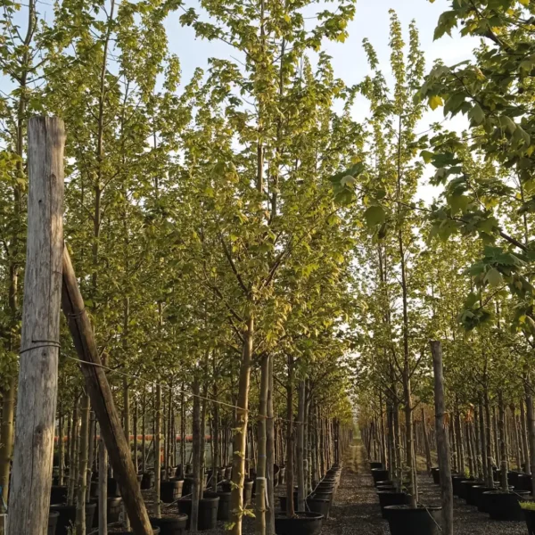 Platanus x acerifolia (Javorolistna platana)