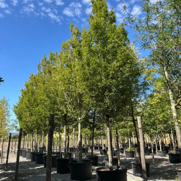 Carpinus betulus 'Fastigiata' (Stebrasti gaber)