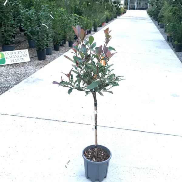 Photinia fr. 'Pink Marble' (Fotinija na steblu)