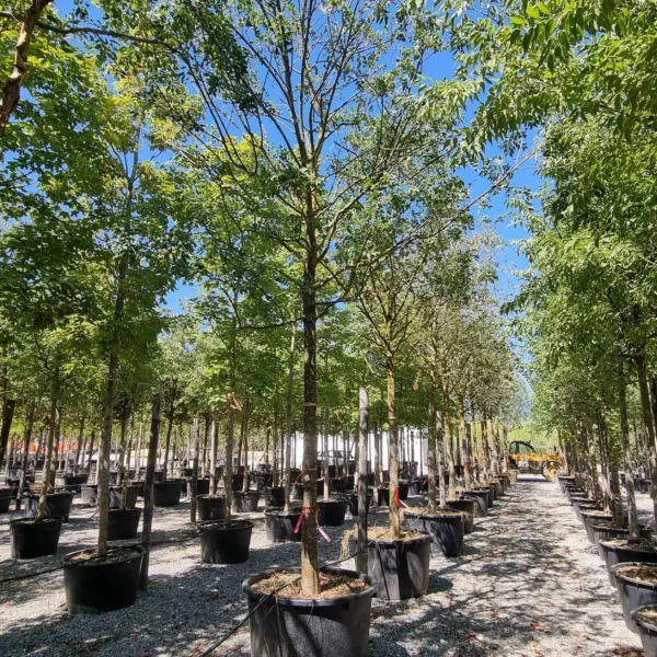 Fraxinus ornus (Mali jesen)